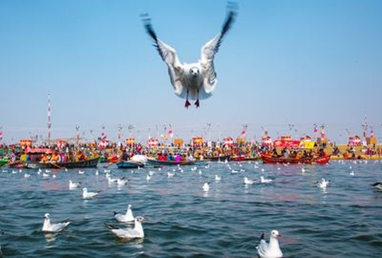 Boats and migratory birds at Triveni Sangam in Prayagraj